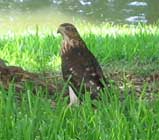 juvenile coopers hawk in the grass