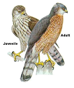Cooper's hawk