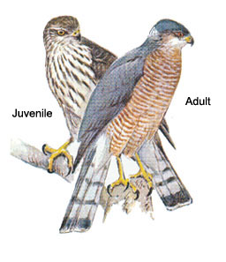 Sharp-shinned hawk