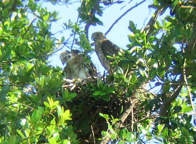 Coopers hawk mother and chick